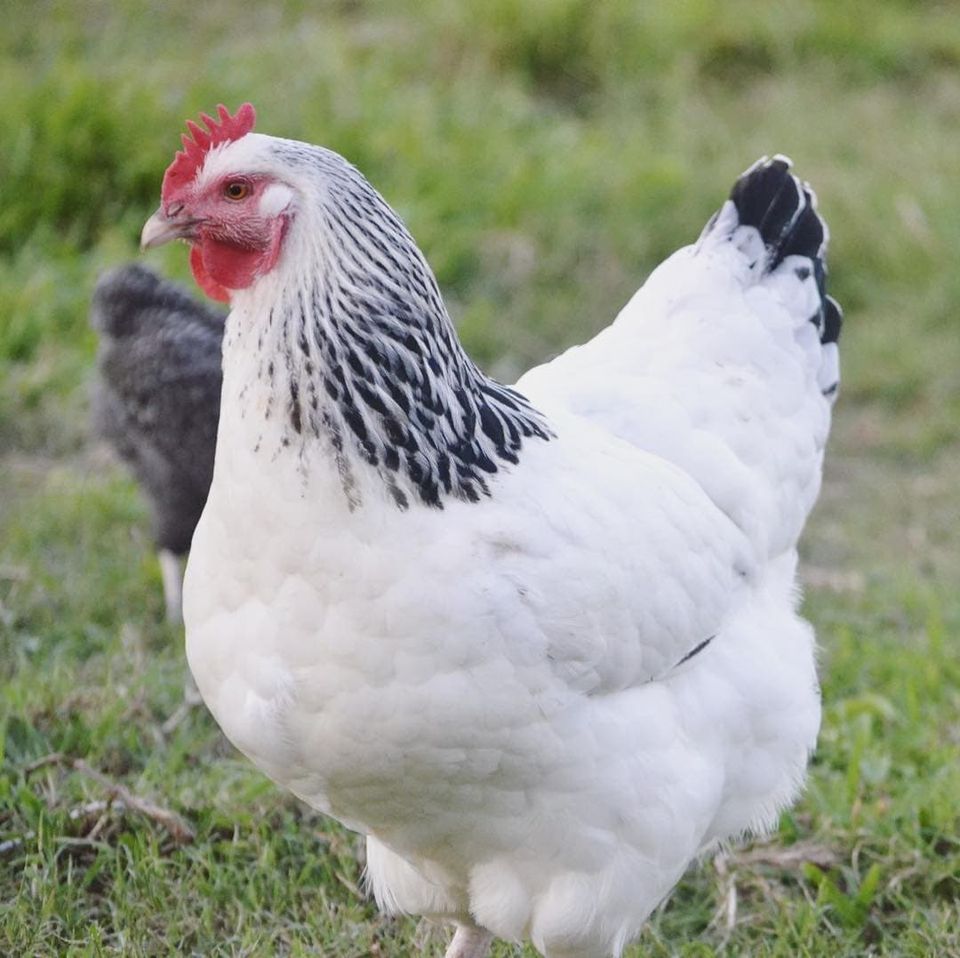 Sussex Bruteier Sehr tolle Hühner Eier zum ausbrüten in Reinheim