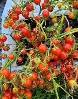 Krautfäuleresistente Wildtomaten Freiland Tomatenpflanzen selten Berlin - Wilmersdorf Vorschau