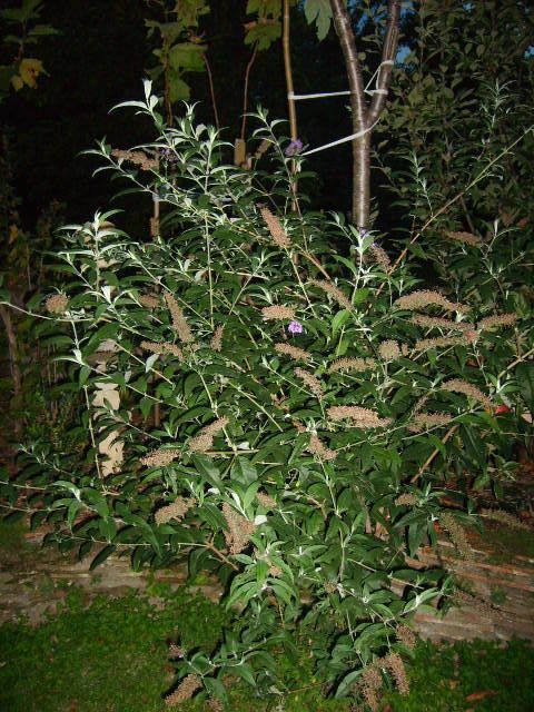 4 x Sommerflieder Buddleja davidii, Schmetterlingsflieder getopft in Frickingen