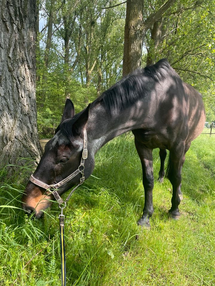 Pflegebeteiligung gesucht❣️ (Pferd sucht Mensch) in Hemer