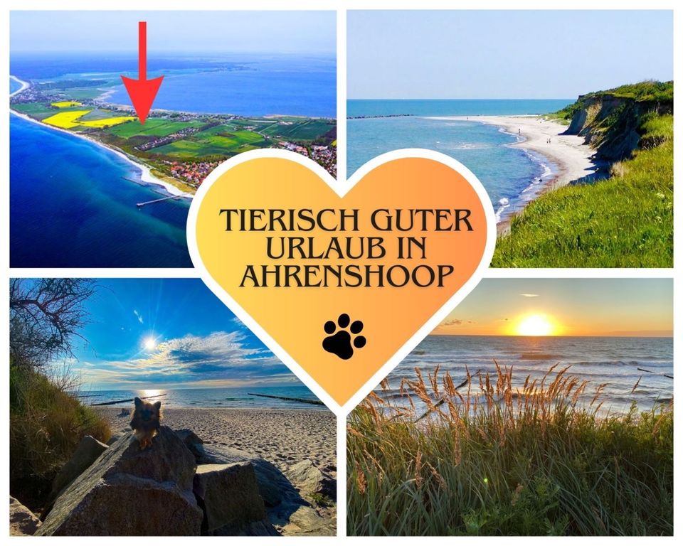 ❤️ OSTSEE Strand Urlaub Ferienhaus m. Garten strandnah m. Hunde in Dresden