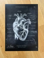 Animus Medicus Poster A3 Human Heart (Anatomie Herz Chalkboard #1 Dresden - Leuben Vorschau