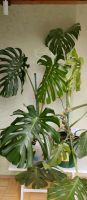 2x Monstera deliciosa Fensterblatt Blumen Pflanzen Kletterpflanze Bayern - Wiesentheid Vorschau