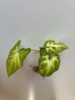 Syngonium Ableger - tropische Zimmerpflanze Frankfurt am Main - Nordend Vorschau