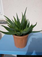 Aloe Vera Pflanze Heilpflanze Hessen - Künzell Vorschau