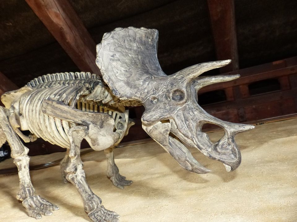 Großes Triceratops Skelett Modell ca. 92 cm lang, ca 31 cm hoch in Wermelskirchen