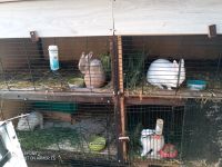 Kaninchen 1 Jahr alt Baden-Württemberg - Iffezheim Vorschau