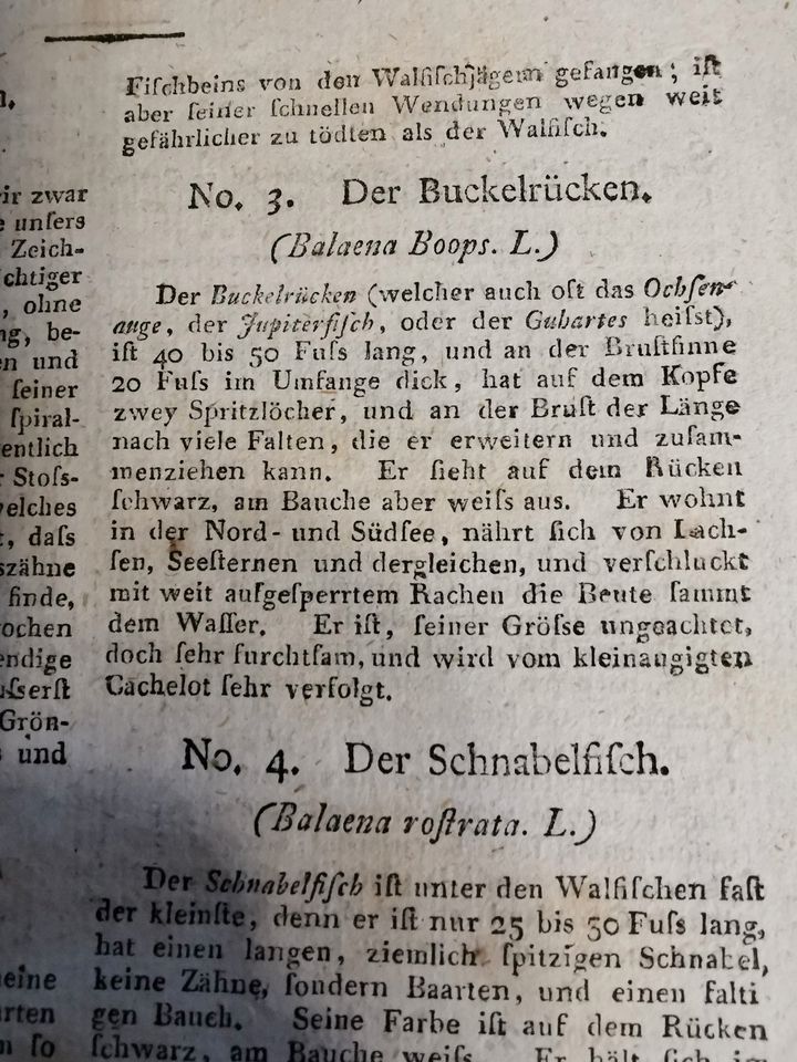 Kupferstich "Walfischarten" von Bertuch, altkoloriert von 1796 in Karlsdorf-Neuthard