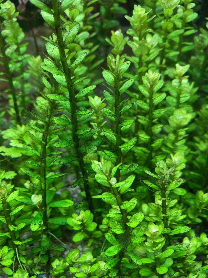 Seekanne, Wassrprimel, Rotala Indica, rote Tigerlotus 05/24 in St. Ingbert