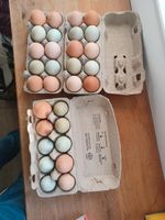 (BE) Eier aus Hobbyzucht Niedersachsen - Friesoythe Vorschau