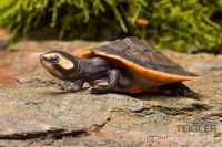 Rotbauchspitzkopfwasserschikdkröte sucht neuen Platz Bayern - Raubling Vorschau