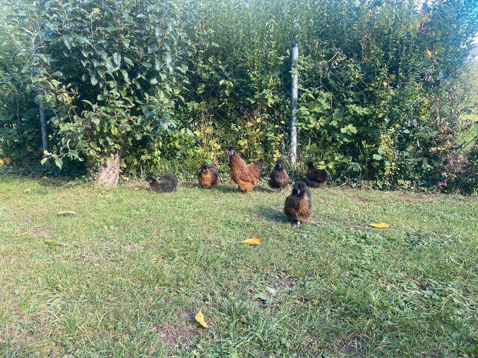 Befruchtete  Bruteier Zwergseidenhühner wildfarben in Mauschbach