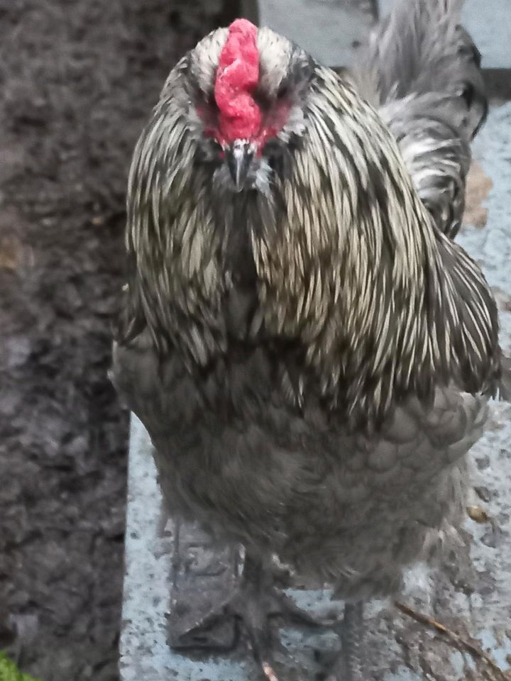 Bruteier Ameraucana Eier, Hühner in Sulzbach (Saar)