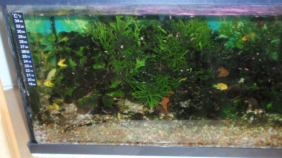 Aquarienfische in Nonn