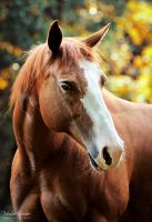 16jährige Quarter Horse Stute gedeckt möglich Sachsen-Anhalt - Jübar Vorschau