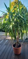 Große Yucca Palme/Pflanze ca. 230 cm Hessen - Heusenstamm Vorschau