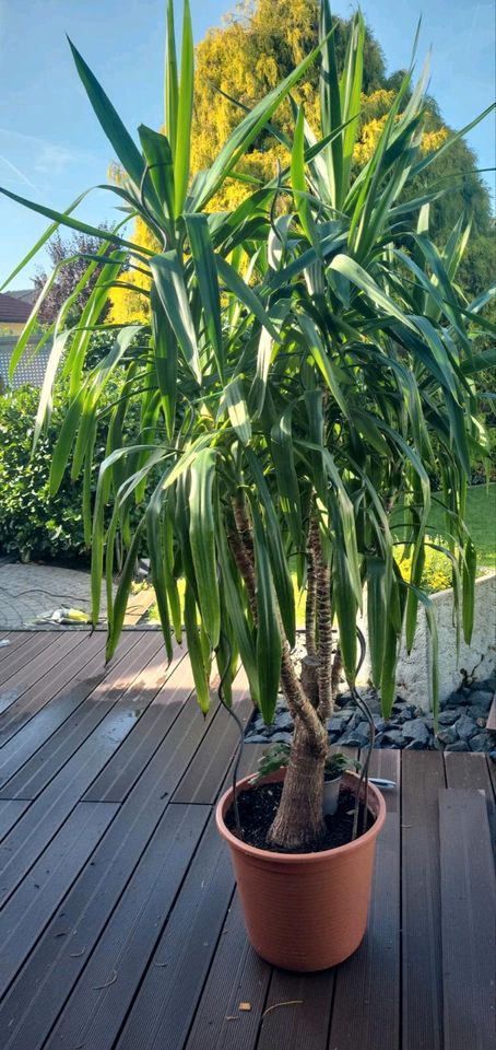 Große Yucca Palme/Pflanze ca. 230 cm in Heusenstamm