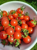 Tomaten -Pflanzen: historische Wildsorte “rote Murmel” Schleswig-Holstein - Stoltenberg Vorschau