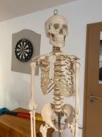 Anatomie Skelett Rheinland-Pfalz - Billigheim-Ingenheim Vorschau