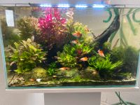 Aquarium 60P weissglass komplett Dortmund - Bövinghausen Vorschau