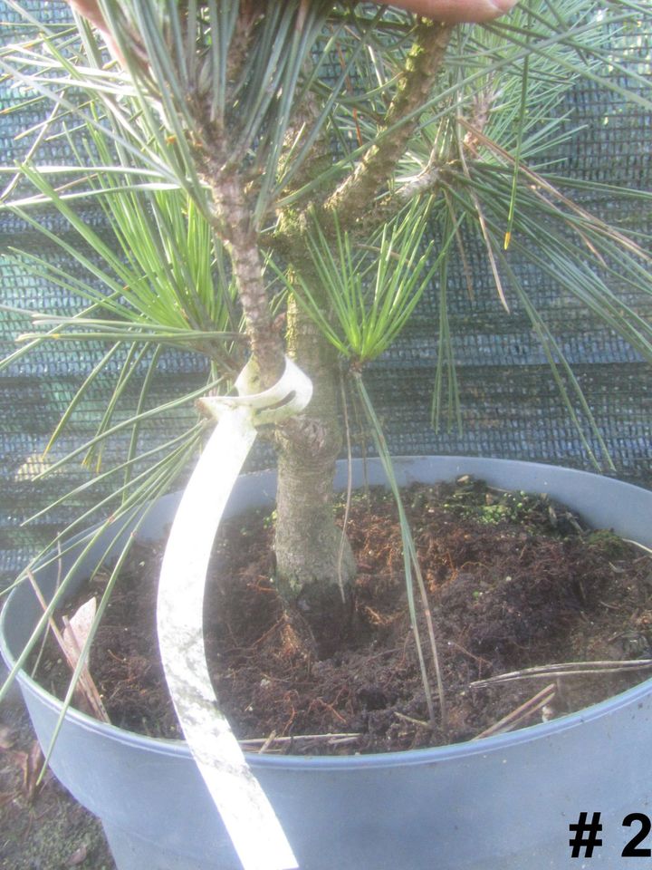 Japanische Schwarzkiefer - Pinus thunbergii 'Ogon' 60-70 cm hoch in Soltau