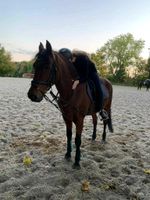 Reitbeteiligung (2 Reiter suchen) Nordrhein-Westfalen - Mönchengladbach Vorschau