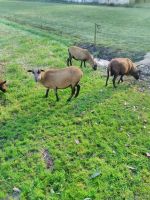 Kammerunscharfe Niedersachsen - Drochtersen Vorschau