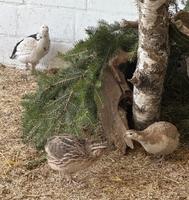 Wachtel Küken Hessen - Hofgeismar Vorschau