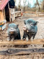 Ferien auf dem Bauernhof-Naturerlebnishof-Vulkaneifel Rheinland-Pfalz - Ulmen Vorschau