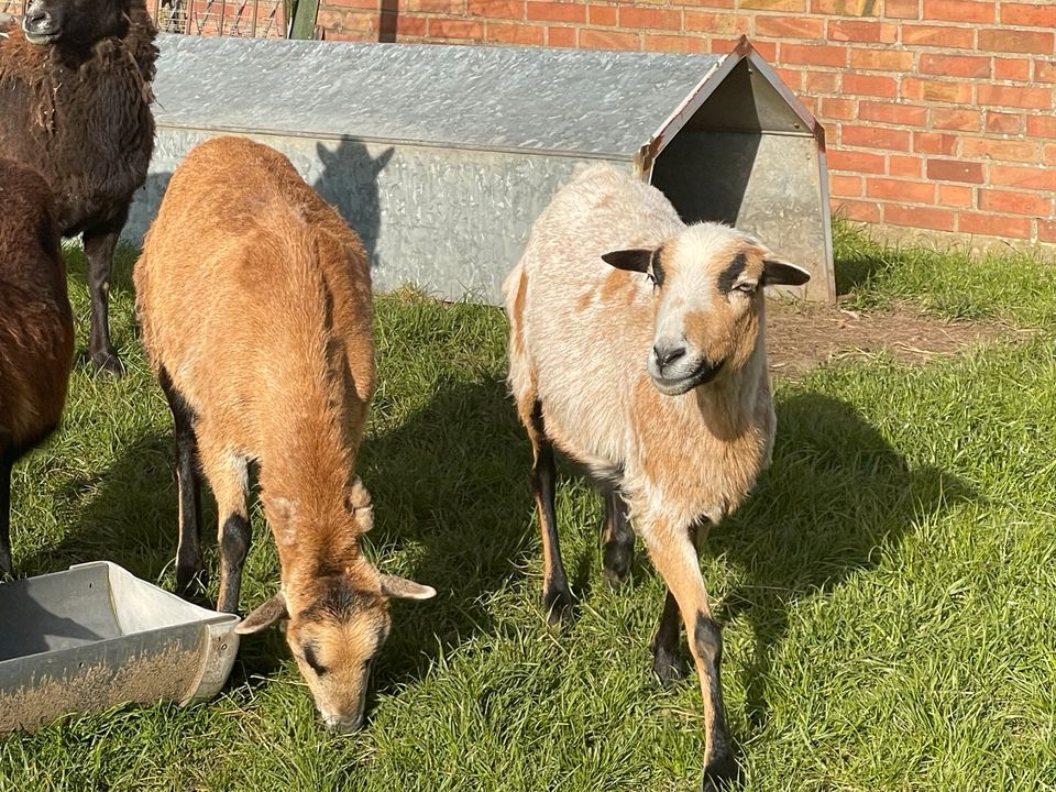 2 Kamerun Schaf Mädels suchen ein neues Zuhause NUR Zusammen in Möhnsen