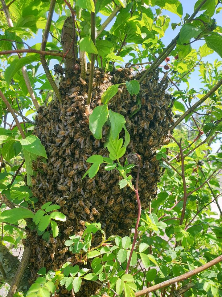 Fange Bienen, Bienenschwarm, Imker in Rehburg