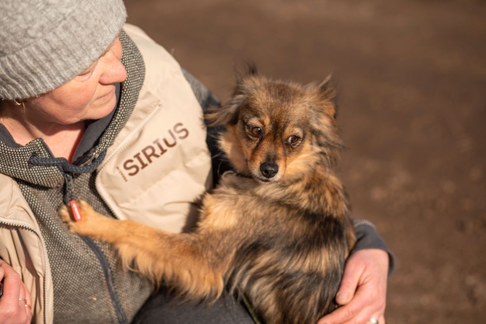 Tierschutz- ein liebevolles Zuhause für die wundervolle Mia! in Berlin