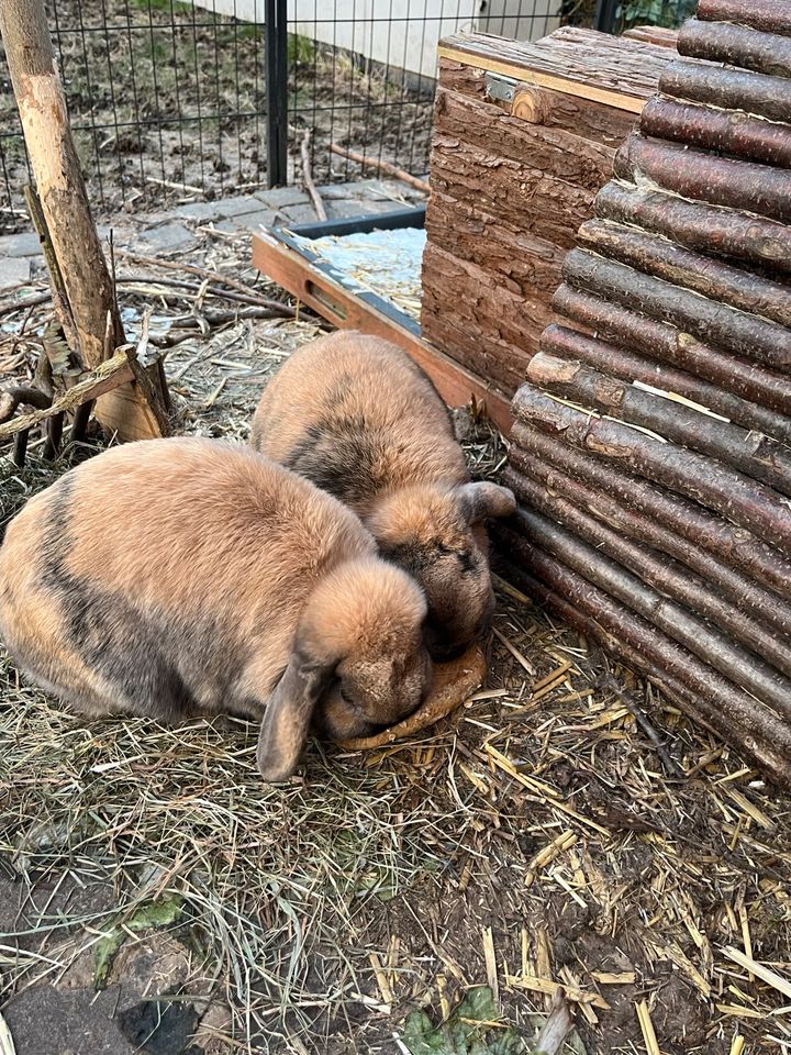 Zwergwidder Kaninchen in Waldbronn