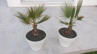 Washingtonia robusta Palme Dattelpalme mit Topf in weiß Hessen - Niederdorfelden Vorschau