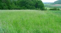 1000 qm Wiese mähen in Weiding Bayern - Arnschwang Vorschau