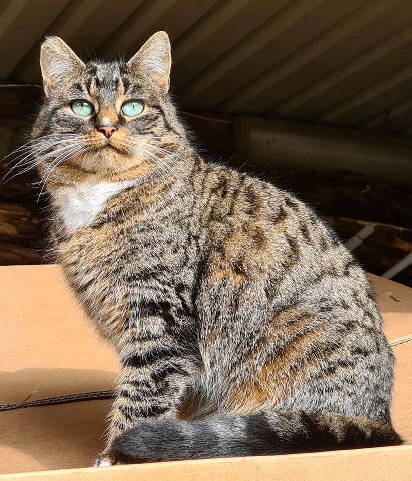 Katzen vermisst im Kreis Kleve , Finderlohn, rückerhalt 500 euro in Balve