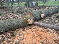 Stamm Holz zu verkaufen Brandenburg - Ortrand Vorschau