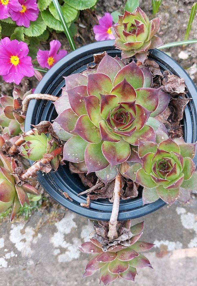 Sukkulent Pflanze Rosenttendickblatt, Echeveria, Crystal Rose Ko. in Börnsen