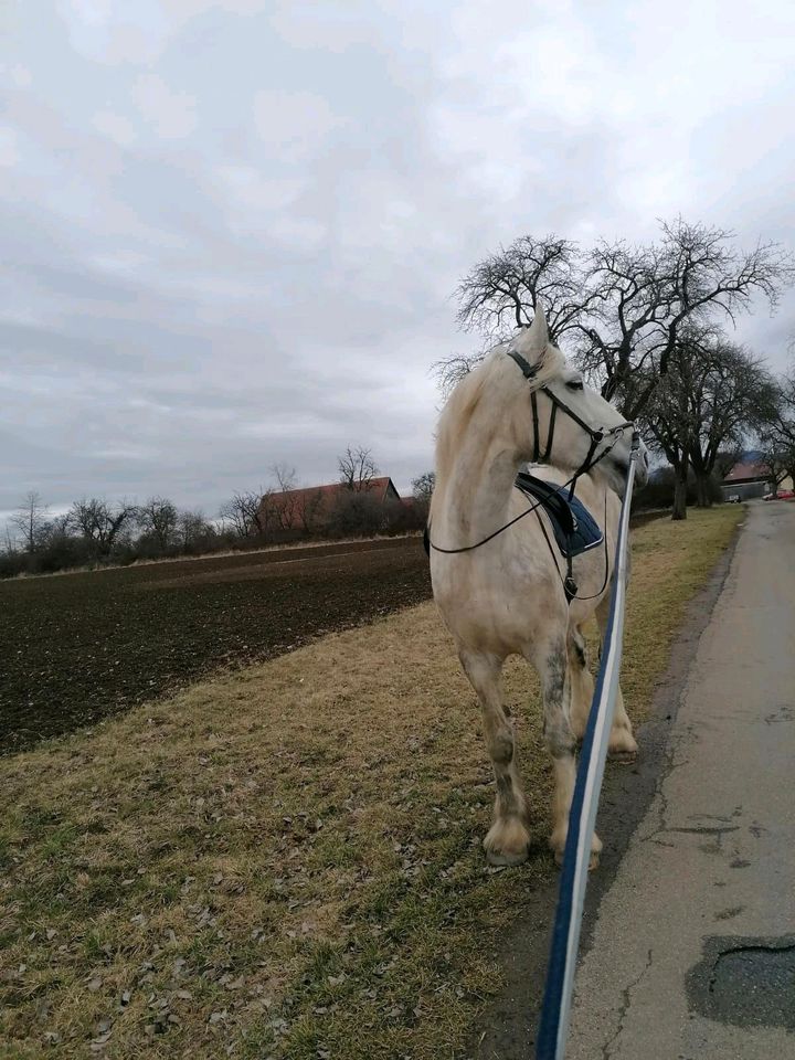 Pflegebeteiligung für Shire Horse Stute bei Balingen in Balingen