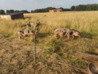 Bioland-Schweinefleisch vom Bunten Bentheimer aus Freilandhaltung Nordrhein-Westfalen - Espelkamp Vorschau
