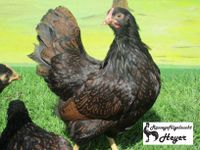 Reinrassige Barnevelder Hühner abzugeben Nordrhein-Westfalen - Willich Vorschau