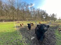 Highland Rinder Herde Bio/Öko Status Hessen - Gudensberg Vorschau