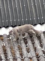Vermisst jemand in Ihringen eine graue,langhaarige Katze / Kater? Baden-Württemberg - Ihringen Vorschau