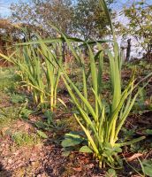 Biete Knoblauch Pflanzen Mecklenburg-Vorpommern - Elmenhorst Vorschau