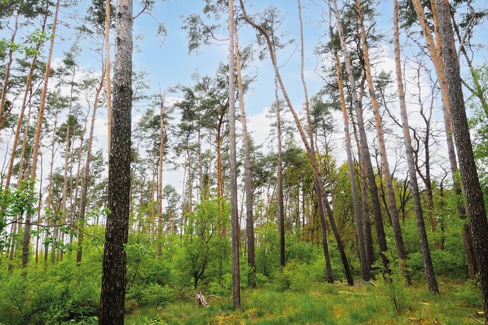 1,2 ha Waldfläche im Havelland in Milower Land