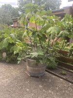 Feigenbaum (Ficus Carica) im 2/3 Barriquefass circa 250cm Niedersachsen - Wietzendorf Vorschau