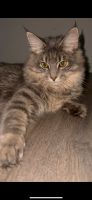 Wunderschöne große Maine Coon Katze, Ein Jahr alt Niedersachsen - Drochtersen Vorschau