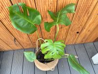 Monstera Deliciosa Saarland - Wadgassen Vorschau