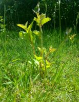 Kirschbaum Setzlinge Spezial Nordrhein-Westfalen - Remscheid Vorschau