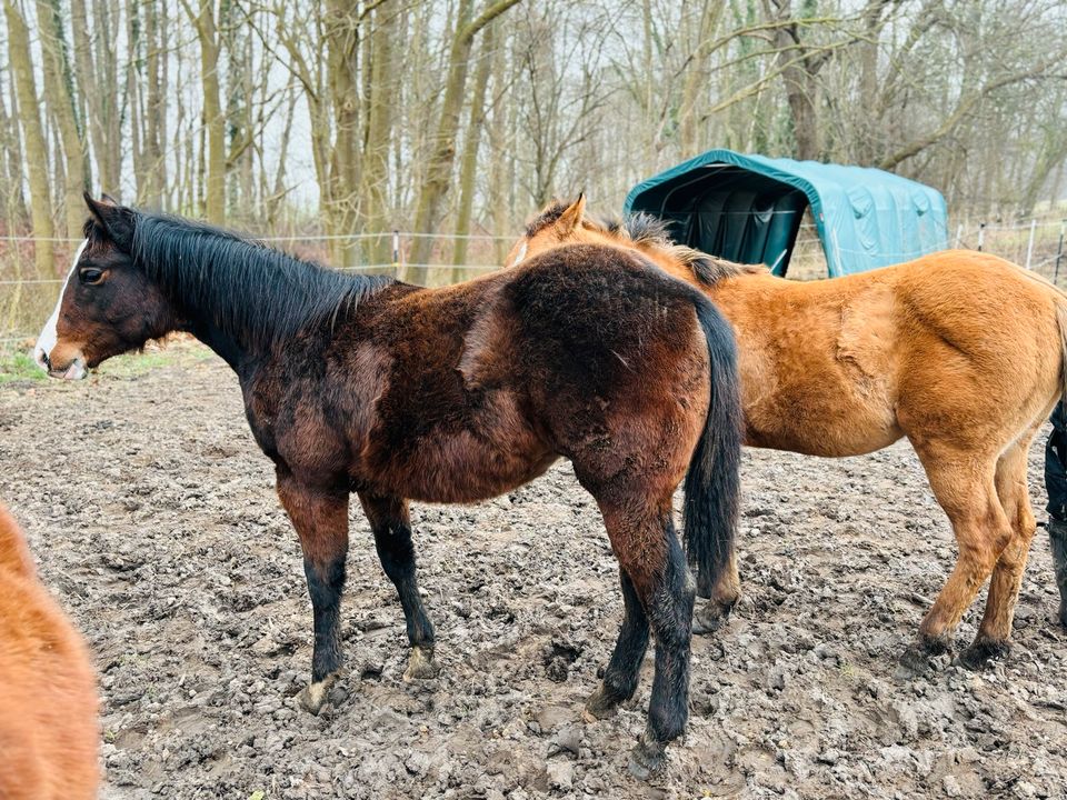 Paint Horse Jährling Stute zu verkaufen in Bandelin